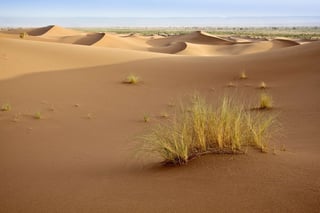 Plants growing on Sahara sand dunes