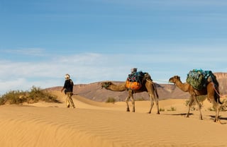 Traveller walking camels through the Sahara Desert