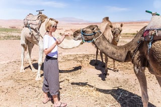 Woman feeding camels in the desert, Morocco