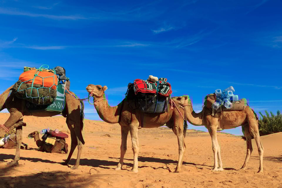 Caravan Of Camels In The Sahara Desert In Morocco