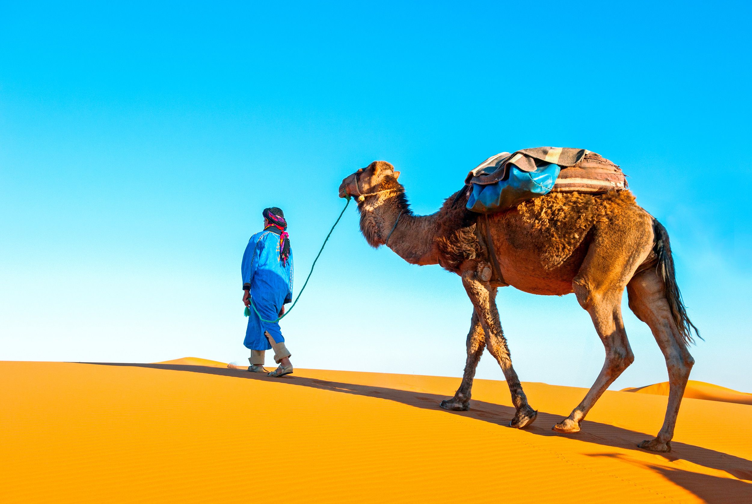 Camel trek with tourists through the sahara desert in Morocco