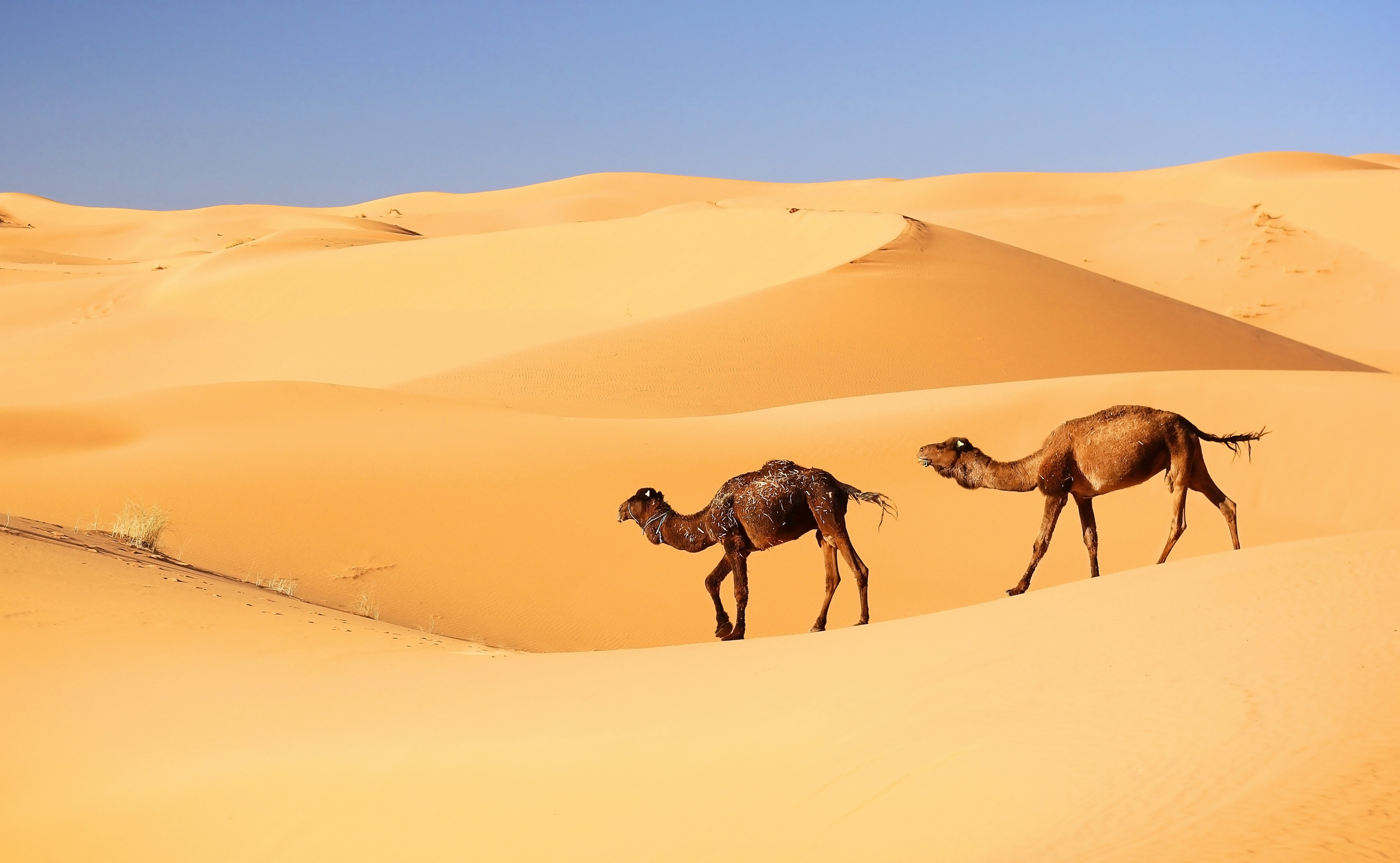 Sahara Desert
